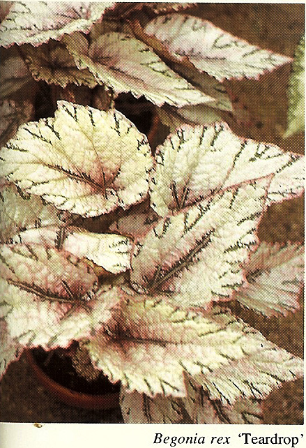 B. ‘Teardrop’